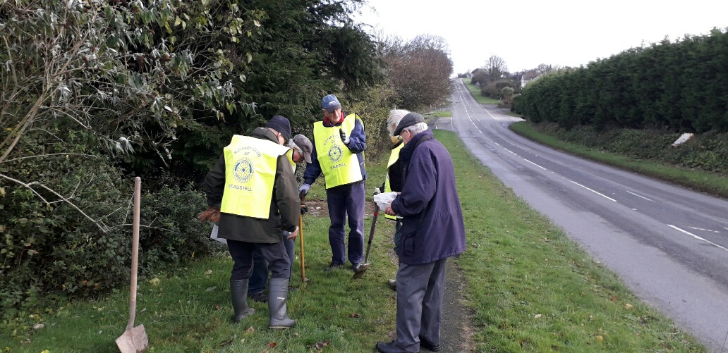 Looking Forward! Crocus Corms Planting